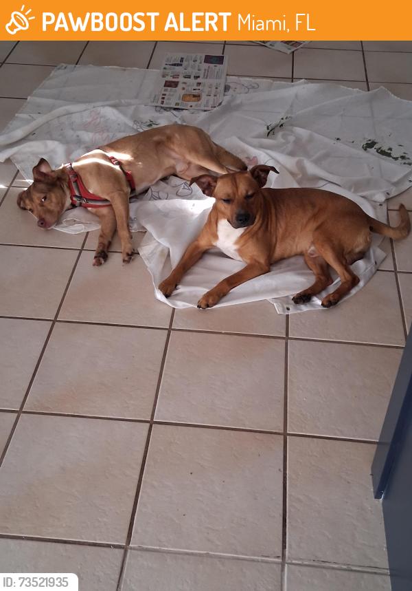 Found/Stray Male Dog last seen Sw 122 avenue 13 street, Miami, FL 33184