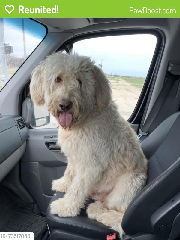 Reunited Male Dog last seen Champions Golf Course, McAllen, TX 78503
