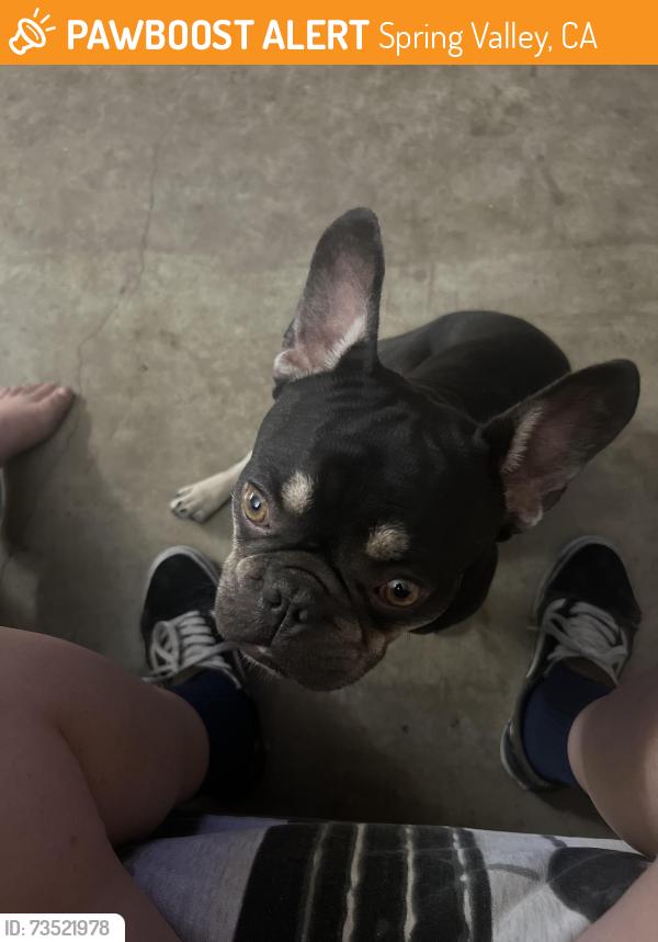 Found/Stray Male Dog last seen Valencia , central , Rae dr, Spring Valley, CA 91977