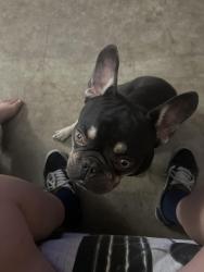 Found/Stray Male Dog last seen Valencia , central , Rae dr, Spring Valley, CA 91977