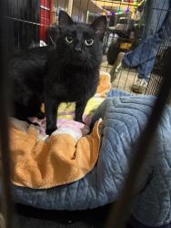 Found/Stray Unknown Cat last seen Bootleggers in Nowthen, Nowthen, MN 55330