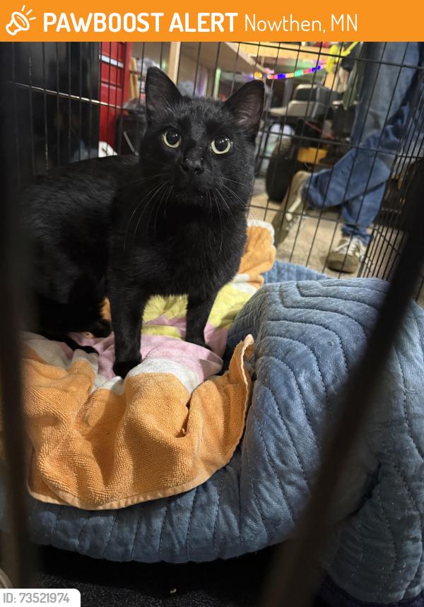 Found/Stray Unknown Cat last seen Bootleggers in Nowthen, Nowthen, MN 55330