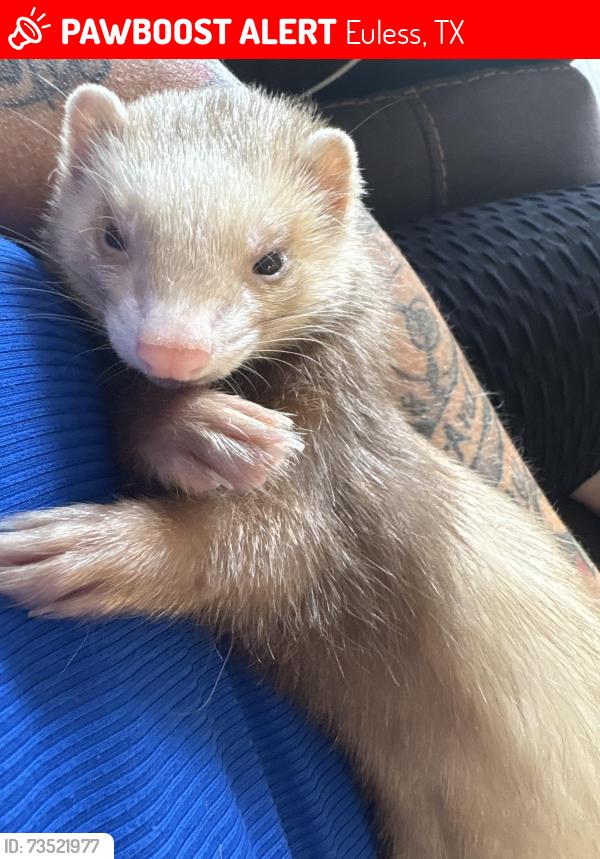 Lost Female Ferret last seen Reagan’s Bear Creek Apts, Euless, TX 76155