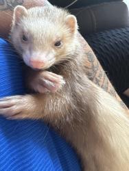 Lost Female Ferret last seen Reagan’s Bear Creek Apts, Euless, TX 76155