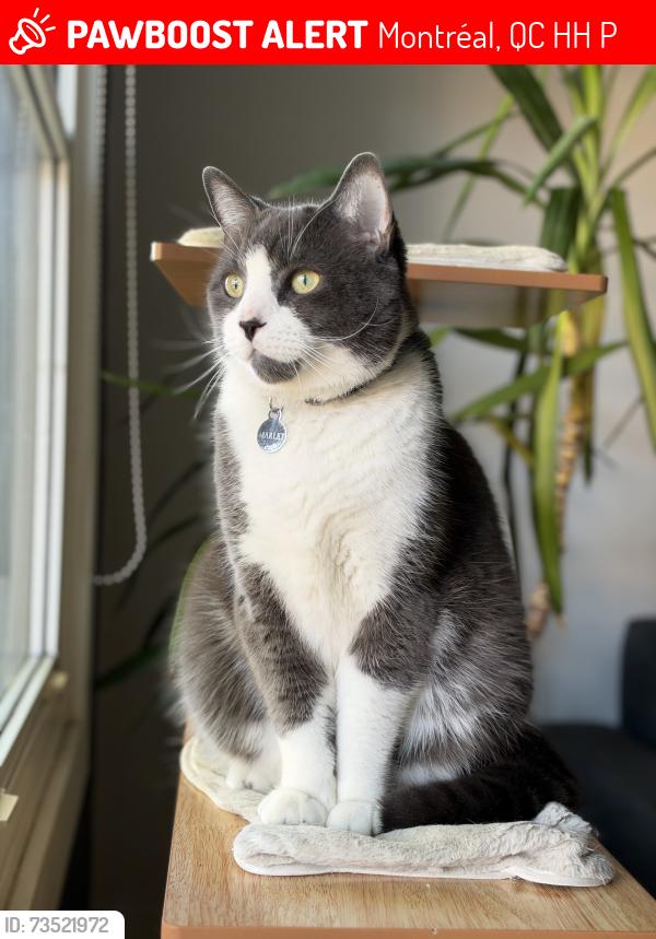 Lost Male Cat last seen Back alley, Valiquette Street, Montreal, QC H4H 2E2