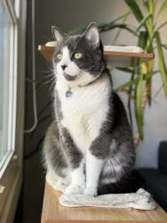 Lost Male Cat last seen Back alley, Valiquette Street, Montreal, QC H4H 2E2