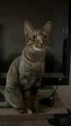 Lost Female Cat last seen Vine by Vintage apmts, Lompoc High School and surrounding area, Lompoc, CA 93436