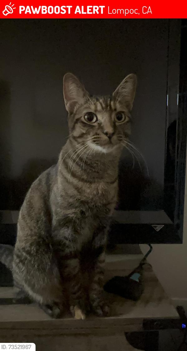 Lost Female Cat last seen Vine by Vintage apmts, Lompoc High School and surrounding area, Lompoc, CA 93436