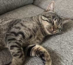 Reunited Male Cat last seen Winding Creek Neighborhood, Orlando, FL 32825