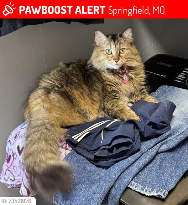 Lost Female Cat last seen Fr 94 and Fr 123, Springfield, MO 65803