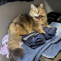 Lost Female Cat last seen Fr 94 and Fr 123, Springfield, MO 65803