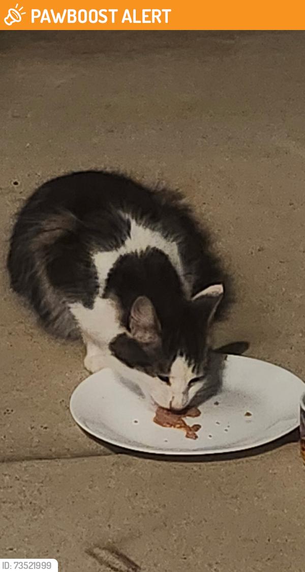 Rehomed Unknown Cat last seen Parkgate Dr in Wyndgate, Lake Saint Louis, MO 63367