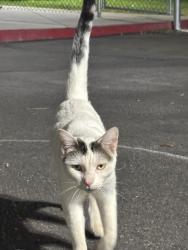 Found/Stray Unknown Cat last seen Lantana, Camarillo, CA 93010