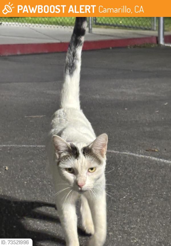 Found/Stray Unknown Cat last seen Lantana, Camarillo, CA 93010