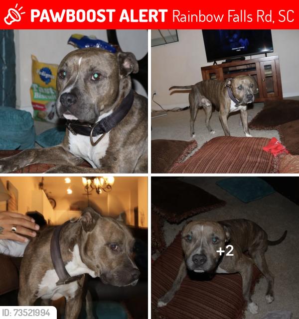 Lost Male Dog last seen Square circle rd, Rainbow Falls Rd, SC 29829