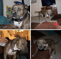 Lost Male Dog last seen Square circle rd, Rainbow Falls Rd, SC 29829