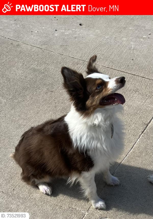 Lost Female Dog last seen Near 60th St SE Dover MN 55929, Dover, MN 55929