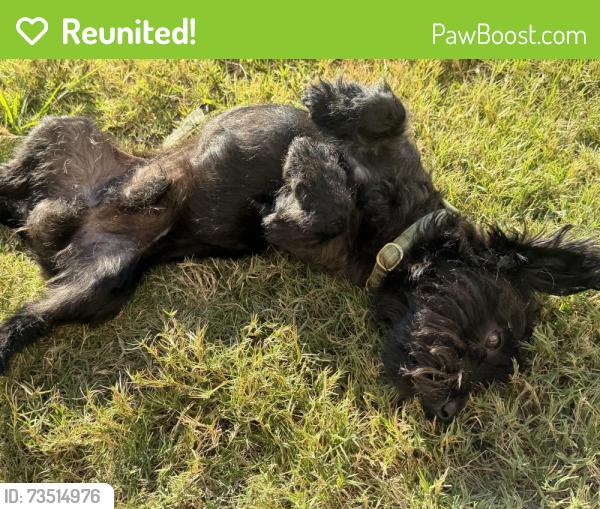 Reunited Male Dog last seen Emile St, Greenville, SC 29617