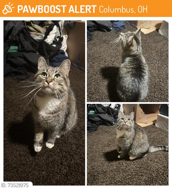 Found/Stray Unknown Cat last seen Fancyburg Park, Columbus, OH 43221
