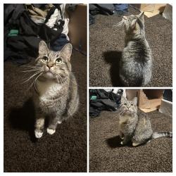 Found/Stray Unknown Cat last seen Fancyburg Park, Columbus, OH 43221