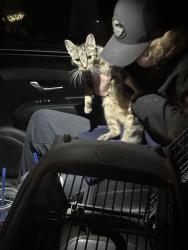 Found/Stray Female Cat last seen Behind the CVS on Alamance Church Road, Greensboro, NC 27406