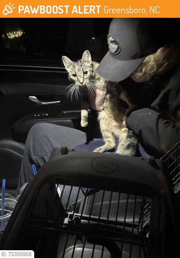 Found/Stray Female Cat last seen Behind the CVS on Alamance Church Road, Greensboro, NC 27406