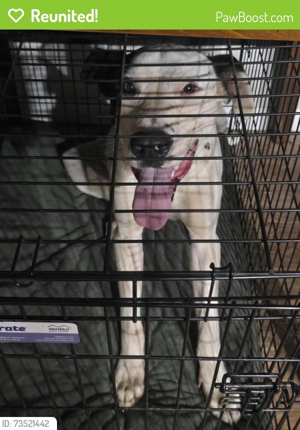 Reunited Male Dog last seen On dirt road chasing cars, Lake County, CA 95461