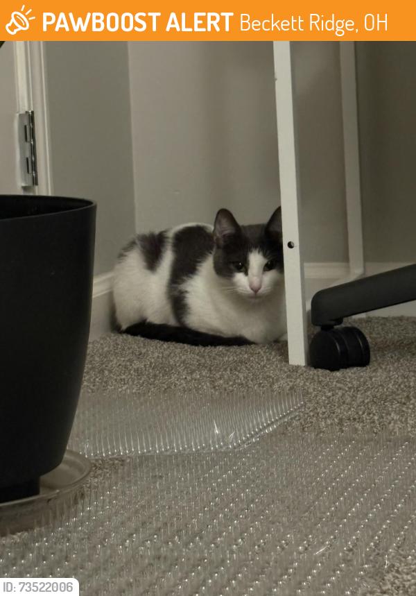 Found/Stray Female Cat last seen Near regency ct, Beckett Ridge, OH 45069