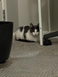 Found/Stray Female Cat last seen Near regency ct, Beckett Ridge, OH 45069