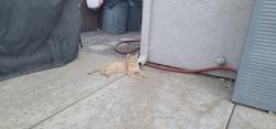 Found/Stray Male Cat last seen Godfrey Dr & Castlemaine Dr, Salida, CA 95368