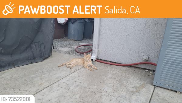 Found/Stray Male Cat last seen Godfrey Dr & Castlemaine Dr, Salida, CA 95368