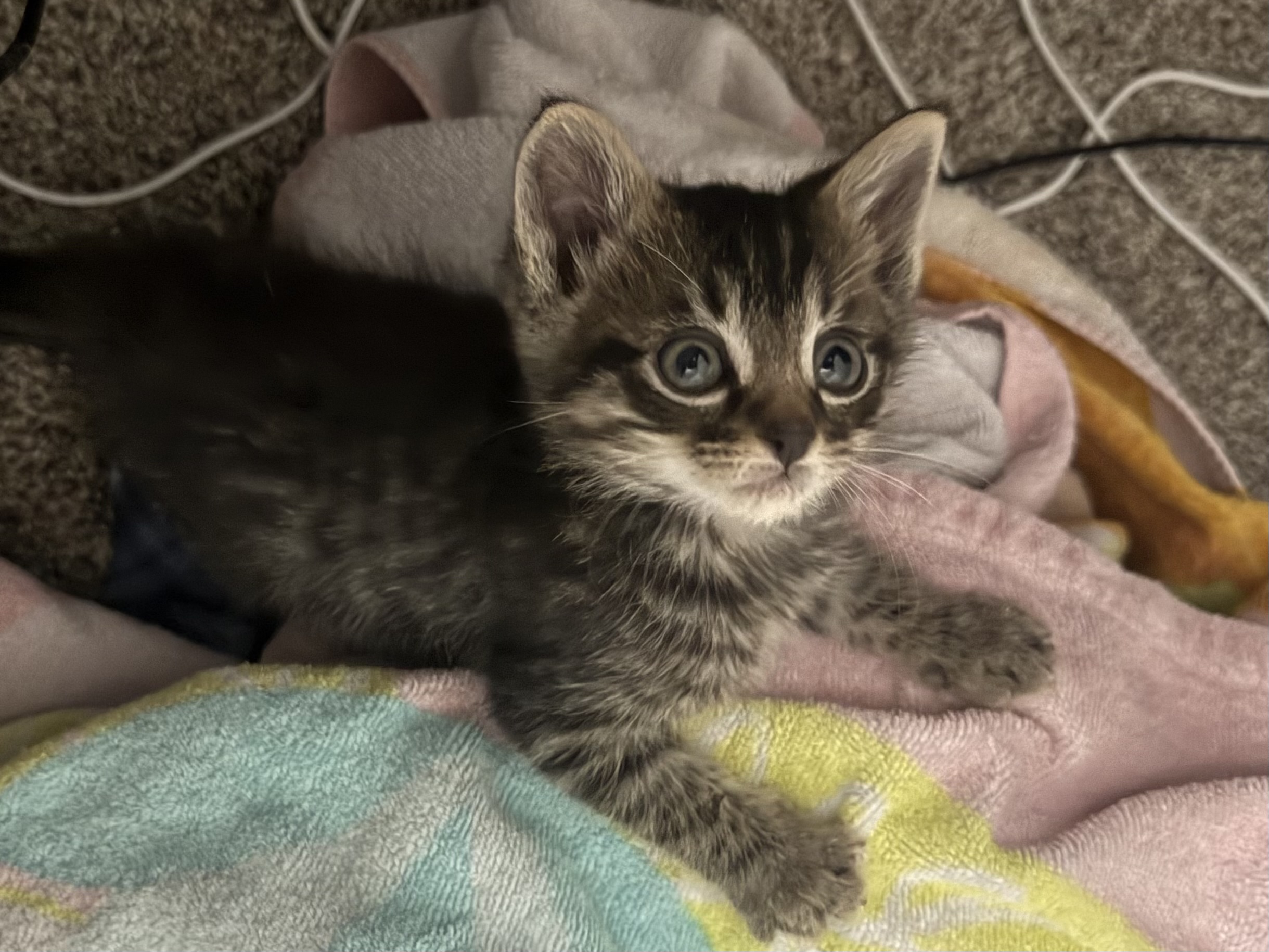 Shelter Stray Male Cat last seen Near W 300 N, Clearfield, UT 84015, USA, 1422 E 600 N, Fruit Heights, UT 84037, USA
