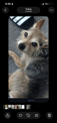 Reunited Male Dog last seen Kendall greens, Pompano Beach, FL 33060