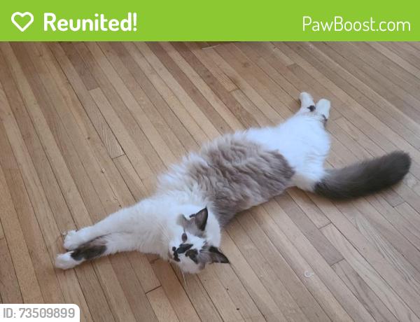 Reunited Male Cat last seen Near Donnelly Ave, Hastings, MN 55033, USA, Hastings, MN 55033