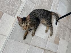 Reunited Unknown Cat last seen N military and Lillian ave, West Palm Beach, FL 33410