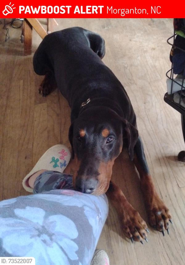 Lost Male Dog last seen New Hwy 18, Morganton, NC 28655