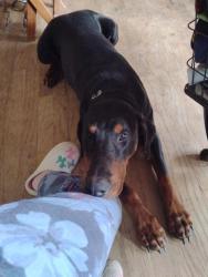Lost Male Dog last seen New Hwy 18, Morganton, NC 28655