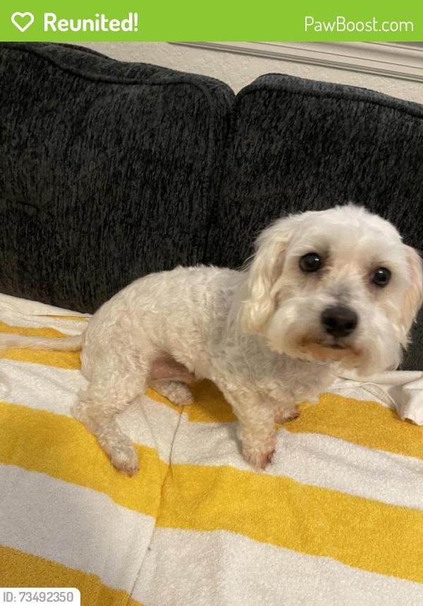 Reunited Male Dog last seen South Patrick and Roosevelt, Satellite Beach, FL 32937
