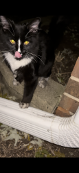 Found/Stray Unknown Cat last seen Near Larkin high school off of Maple Lane, Elgin, IL 60123