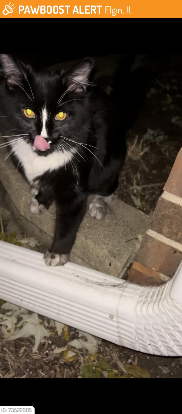 Found/Stray Unknown Cat last seen Near Larkin high school off of Maple Lane, Elgin, IL 60123