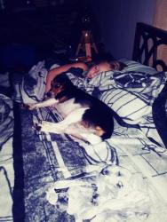 Lost Female Dog last seen New Hwy 18, Morganton, NC 28655