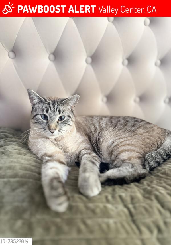 Lost Male Cat last seen Valley Center, Road, Valley Center, CA 92082