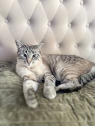 Lost Male Cat last seen Valley Center, Road, Valley Center, CA 92082