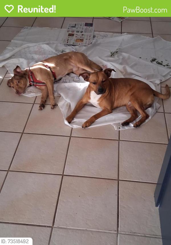 Reunited Male Dog last seen Sw 122 Avenue & 13 street, Miami, FL 33184