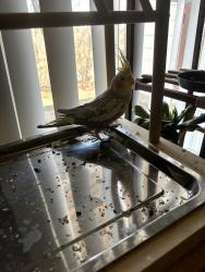 Lost Male Bird last seen Near Independence village center dr, Columbus, OH 43068