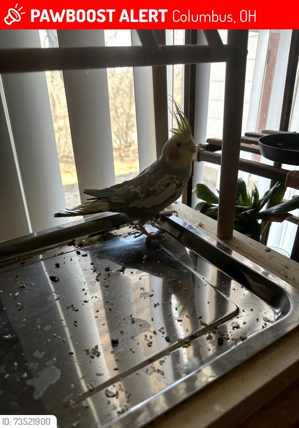 Lost Male Bird last seen Near Independence village center dr, Columbus, OH 43068