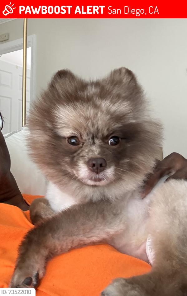 Lost Male Dog last seen Benjamin Holt Road and Woodman Street, San Diego, CA 92114