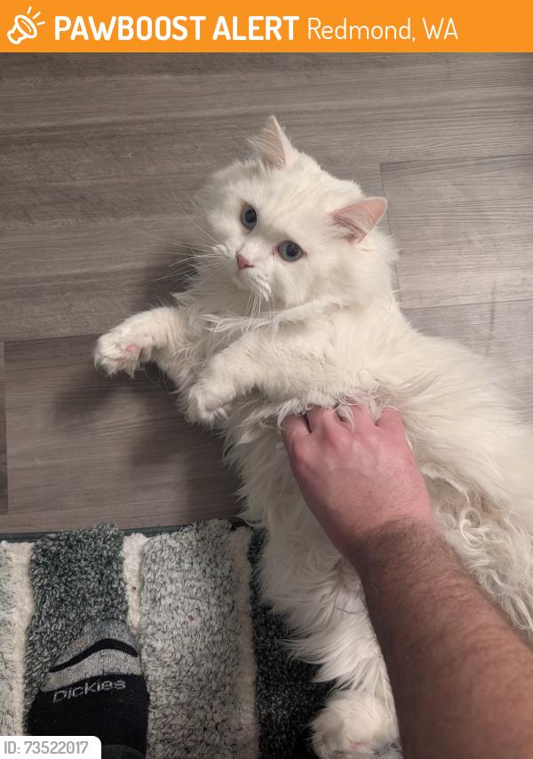 Found/Stray Female Cat last seen 186th and Redmond Way, Redmond, WA 98052
