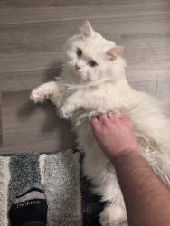 Found/Stray Female Cat last seen 186th and Redmond Way, Redmond, WA 98052