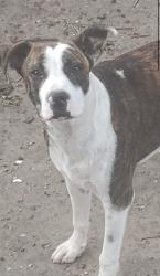 Reunited Male Dog last seen Boca chica and Loma Linda, Brownsville, TX 78520